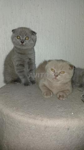 Chatons Scottish Fold et Straight disponibles - 2