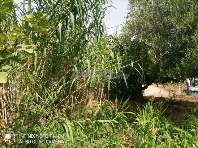 قطعة أرضية محفظة صالحة لبناء سكن وجريدة - 2