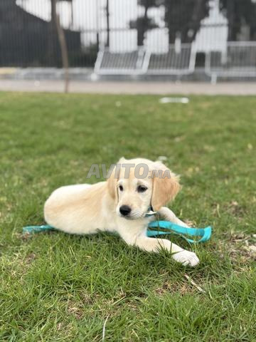 Chiot golden retriever femelle (2 mois) - 2