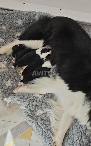 Les Border Collies avec le pedigree - 2