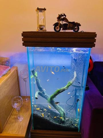 Aquarium à vendre - 2
