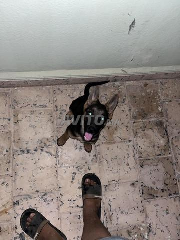 Chiot Berger 3 mois - 2