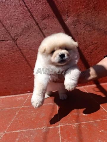 Mâle Chow Chow - 2