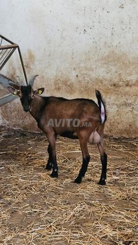 Jeunes boucs purs de l'Aïd Sghir Anouck
