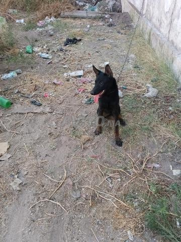 Malinois Belgique - 2