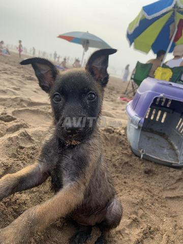 Chienne Malinois à vendre - 2