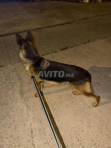 Femelle berger allemand pedigree âgée de 22 mois - 2