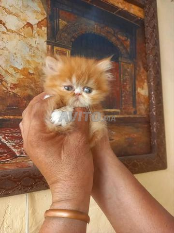 Chats persans - 2