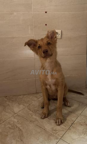 Chiot Retriever de 6 mois