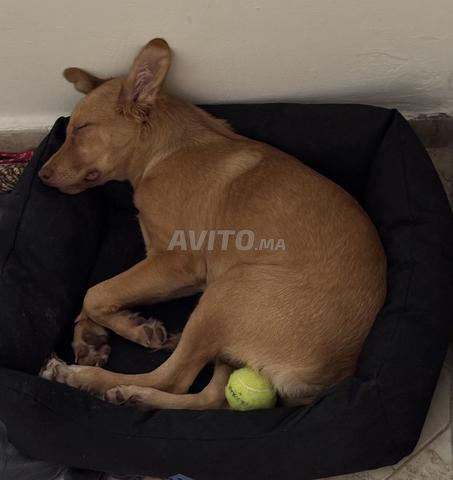Chiot Retriever de 6 mois - 2