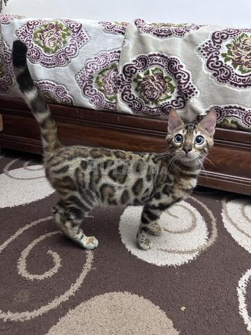 Chat Bengal - 2