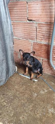 Pinscher - 2