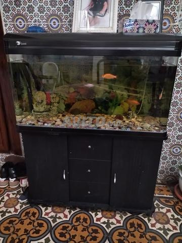 Aquarium complet - 2