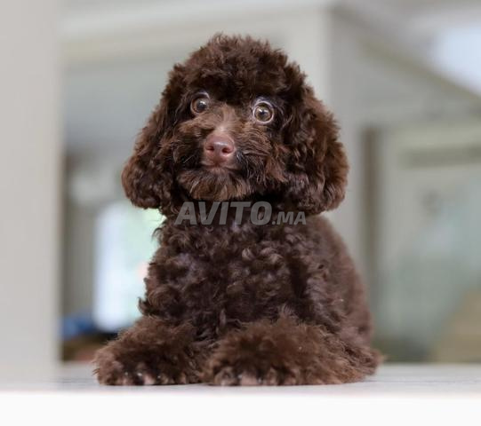 Poodle teacup/toy femelle CHOCOLAT pedigree MKC