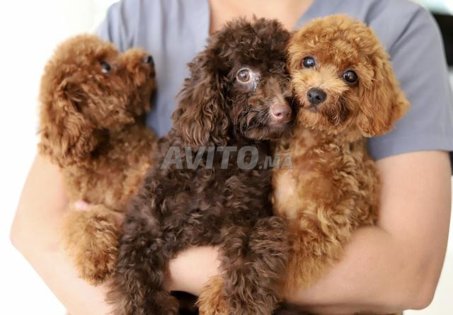 Poodle teacup/toy femelle CHOCOLAT pedigree MKC