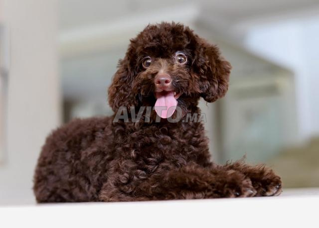 Poodle teacup/toy femelle CHOCOLAT pedigree MKC