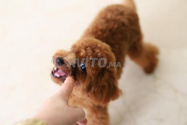Poodle teacup/toy femelle CHOCOLAT pedigree MKC
