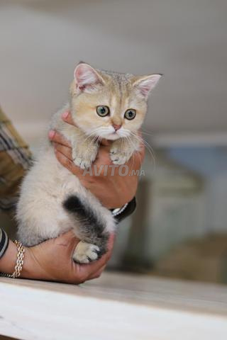 قطط شيرازية صغيرة بـ pedigree wcf وشريحة إلكترونية