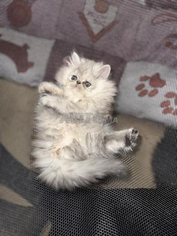 Adorable Chaton Persan Femelle - 2