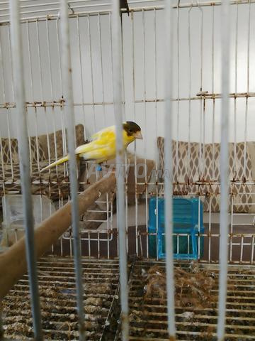 2 canaris mâle et femelle avec leur cage - 2