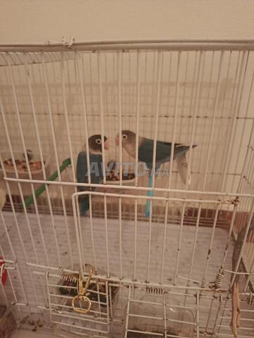 Couple d'oiseaux inséparables Fischer avec sa cage - 2