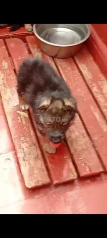 Chien bébé Berger Allemand - 2
