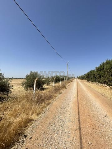 6 hectares agricoles Meknes El Haj Kaddour Tيتر محفظة - 2