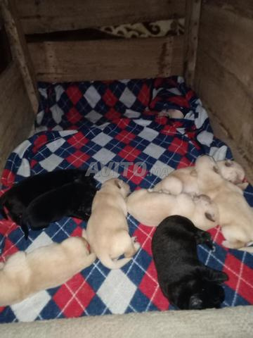 Chiot Labrador - 2
