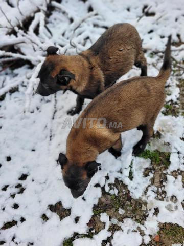 Chiot Malinois charbonné - 2