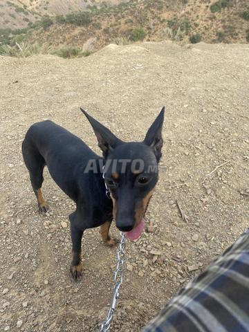 Pinscher à vendre - 2