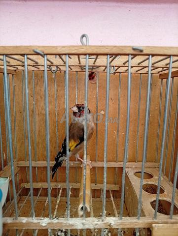 Oiseau chardonneret - 2