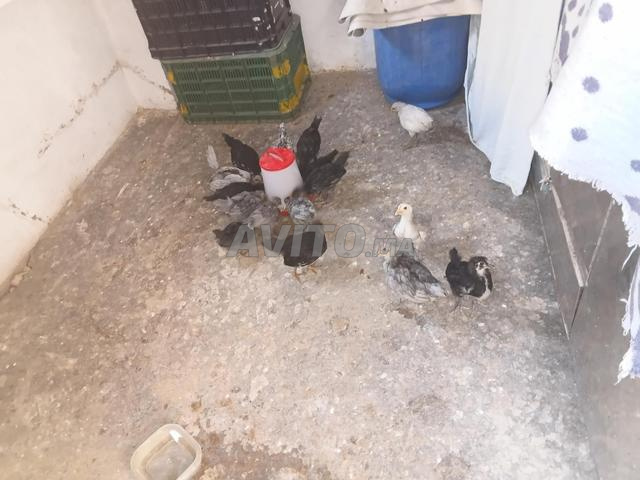 Poulets Australorp - 2