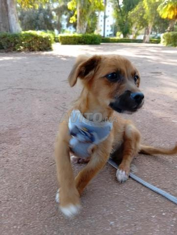 Chien mâle 7 mois - 2