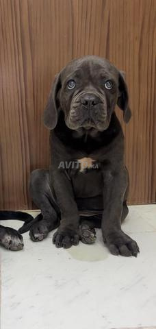 Cane corso hyper type