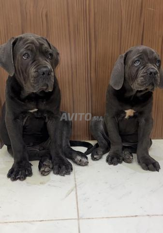 Cane corso hyper type