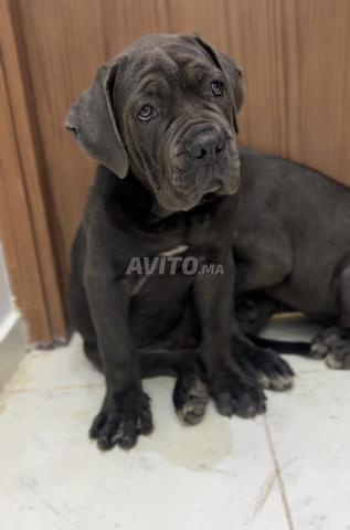 Cane corso hyper type