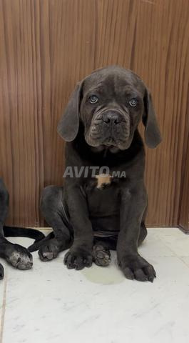 Cane corso hyper type