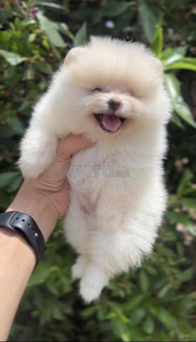 Spitz Pomeranian