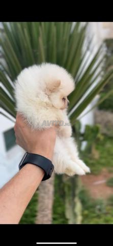 Spitz Pomeranian