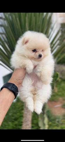 Spitz Pomeranian