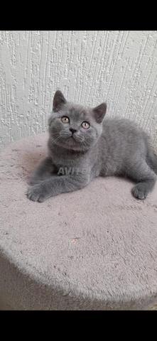 Chatons 2 mois Scottish Fold et Straight - 2