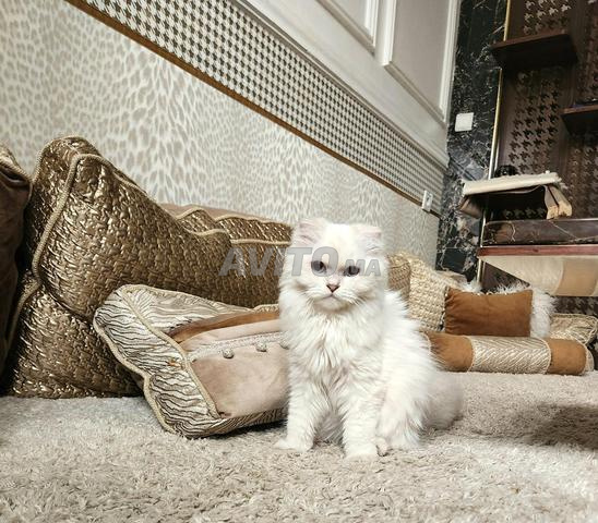RARE Chatte miniature highland (scottish fold)
