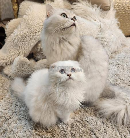 RARE Chatte miniature highland (scottish fold) - 2
