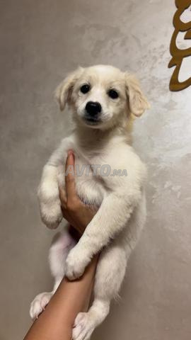 Petite chienne à vendre – 2 mois - 2