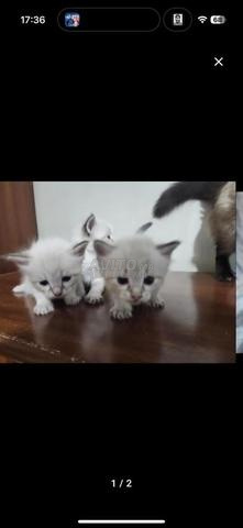 chaton ragdoll age - 2