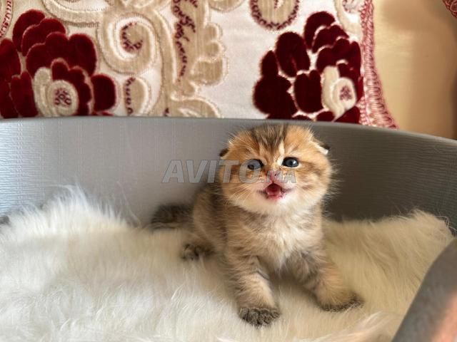 سكوتش فولد ذهبي - 2