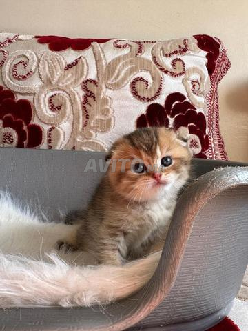 سكوتش فولد ذهبي