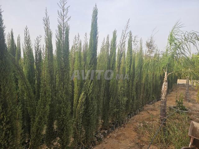 🌲 Cyprès Bougie / Cyprès Colonne à vendre - 2