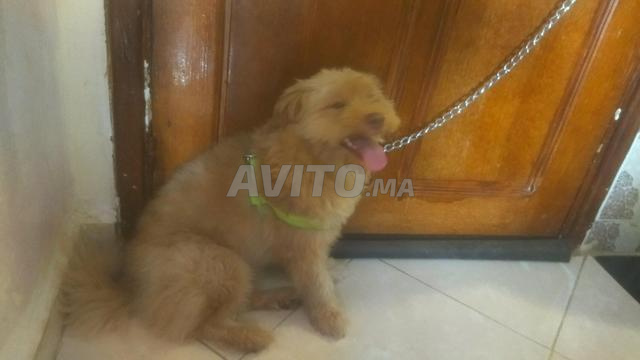 Chien à vendre - 2