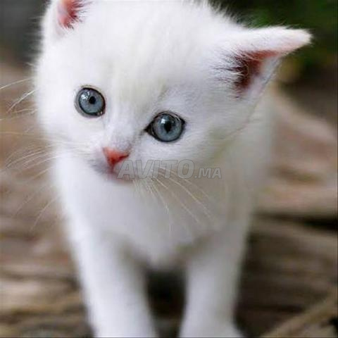 Scotch Straight bébé - 2